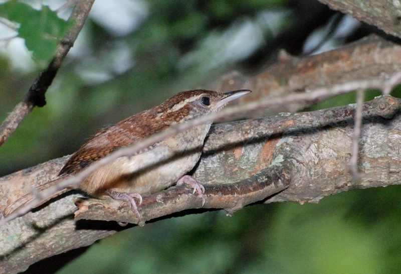 CarolinaWren_8348