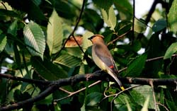 CedarWaxwing_0639