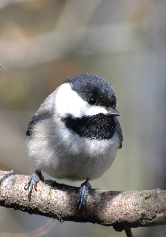 Chickadee_1106sm