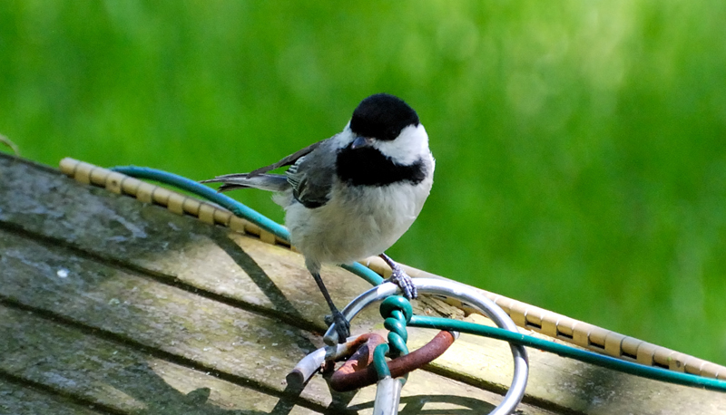 Chickadee_1844