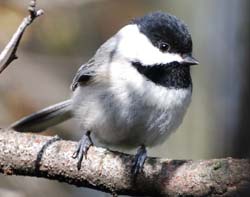 Chickadee_1100sm