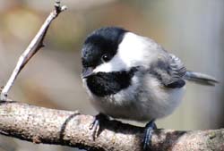 Chickadee_1108sm