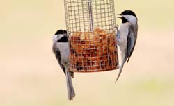 Chickadees2_5669