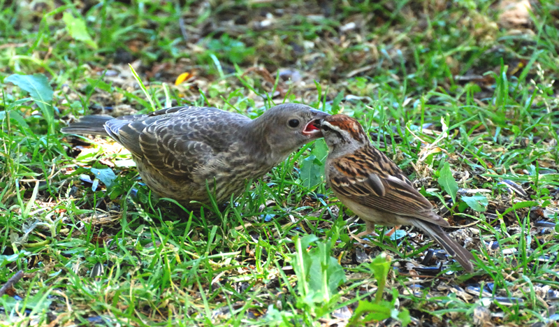 Chipping&CowbirdBaby_4985