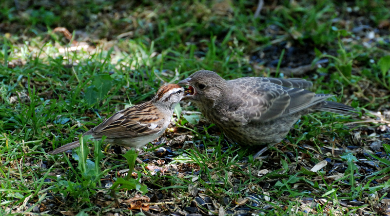 Chipping&CowbirdBaby_5058