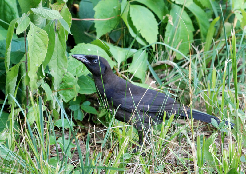 CommonGrackle_7105