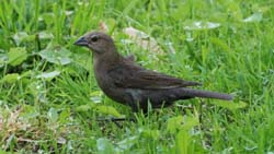 CowbirdFemale_3180