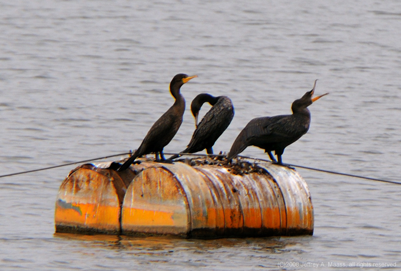 DCCormorant_6324a