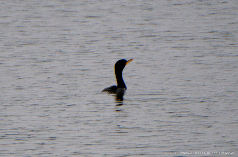 DCCormorant_6522