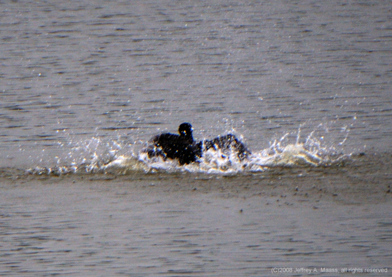 DCCormorant_6531