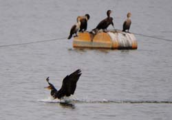 DCCormorant_6428