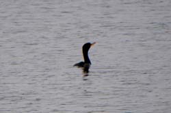 DCCormorant_6522