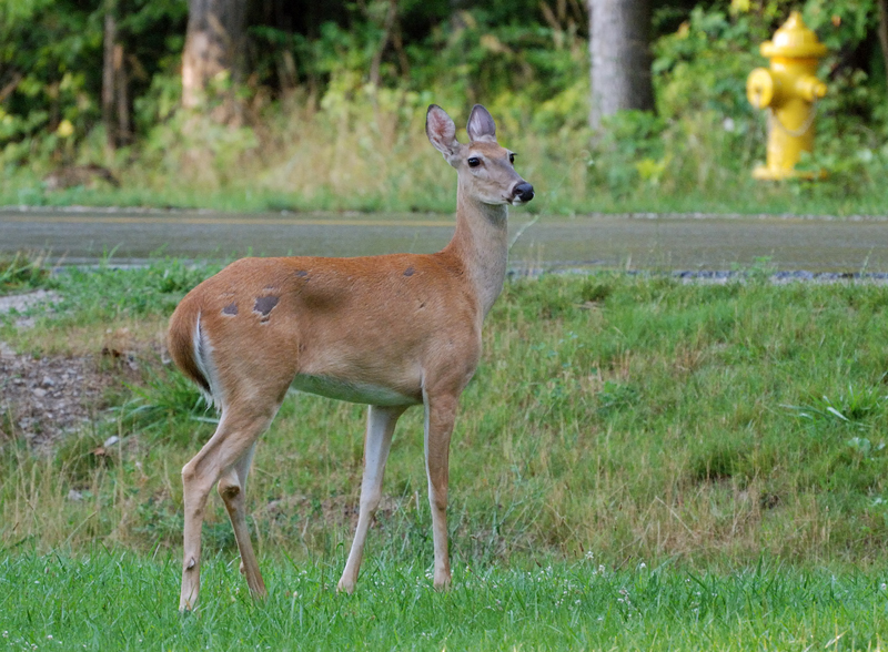 Deer_0567