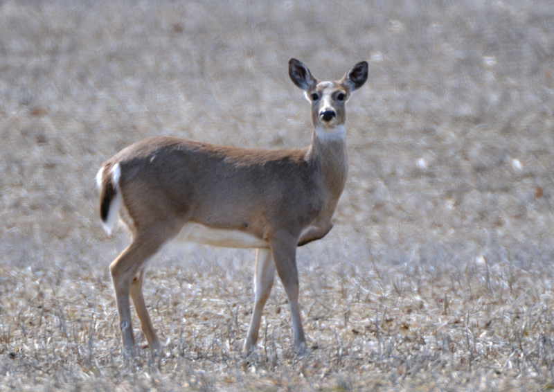 Deer_4509