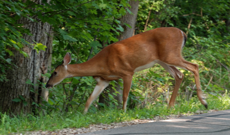Deer_9910