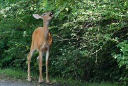 Deer_1698