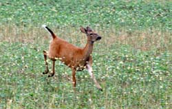 Deer_5298