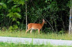 Deer_6554
