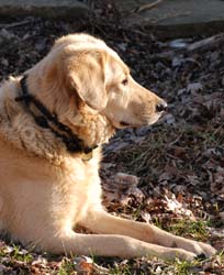 Rowdy_0557sm