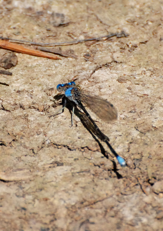 Damselfly_7674