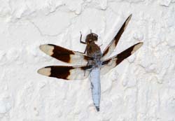 Dragonfly_7845