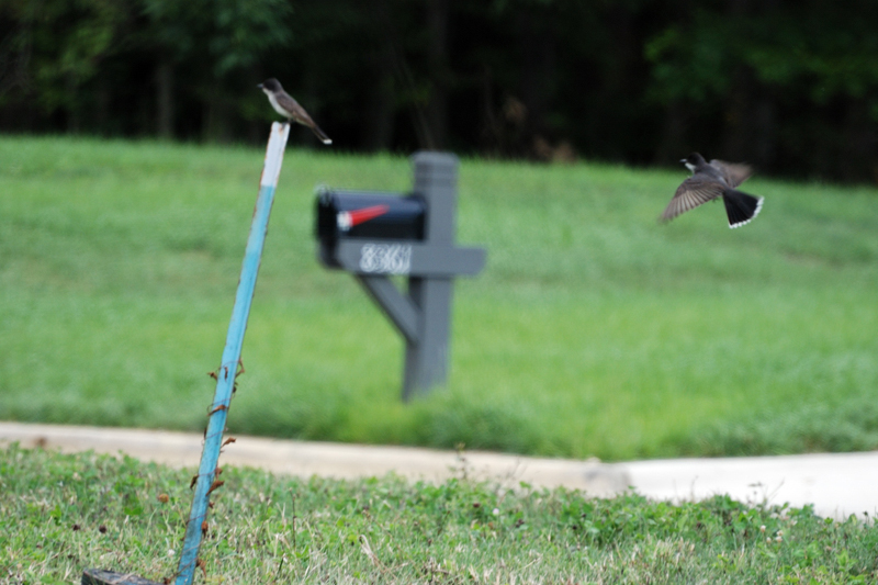 EasternKingbird_0483