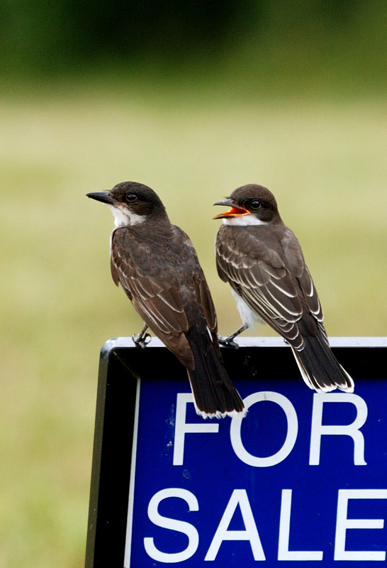 EasternKingbird_0529