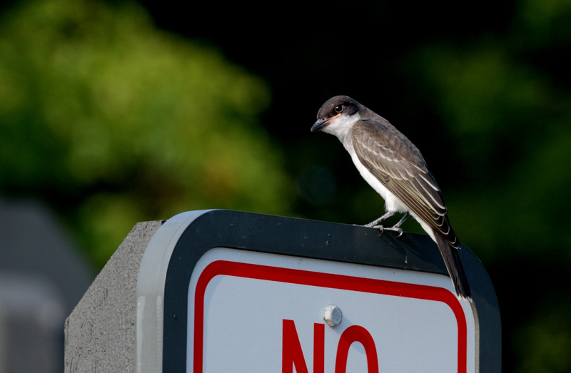 EasternKingbird_0928