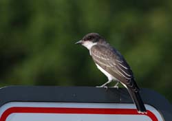 EasternKingbird_0944