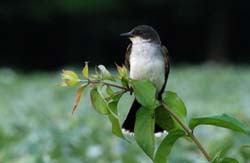 EasternKingbird_1033_2