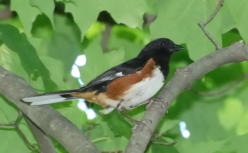 EasternTowhee_7782