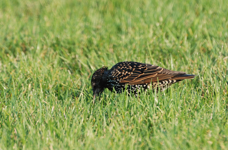 EuropeanStarling_2126