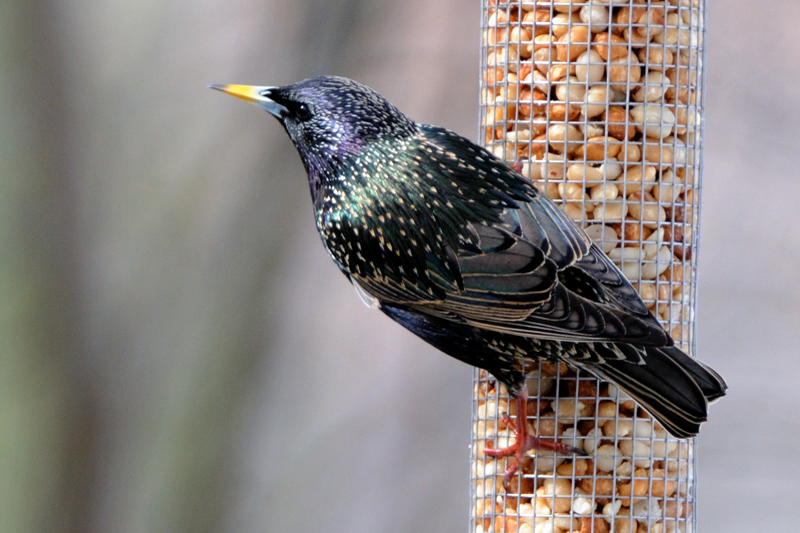 EuropeanStarling_3218
