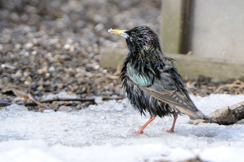 EuropeanStarling_3253