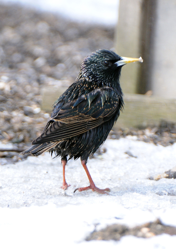EuropeanStarling_3261