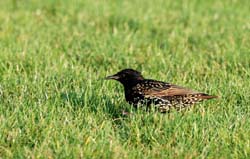 EuropeanStarling_2133