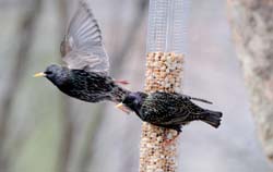 EuropeanStarling_3206