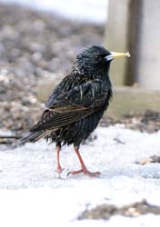 EuropeanStarling_3261