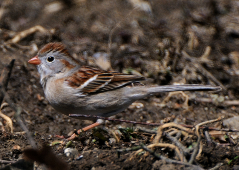 FieldSparrow_4664