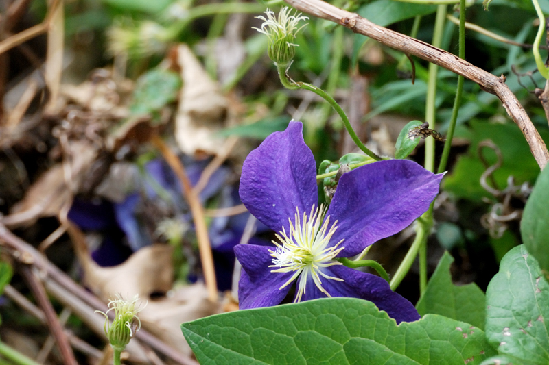 Clematis_6367