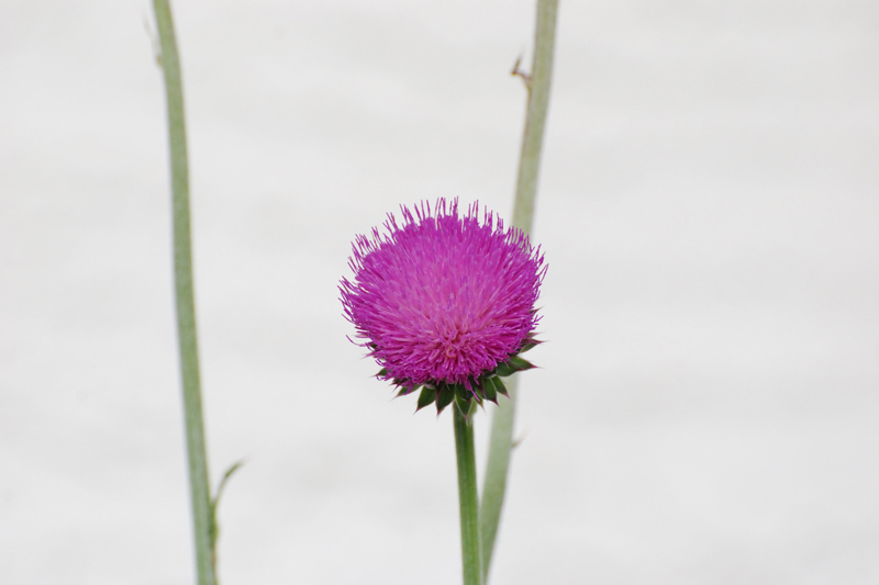 Flower_7036