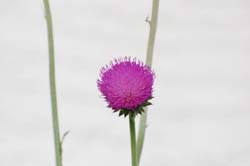 Flower_7036