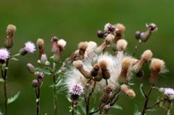 Thistles_6354