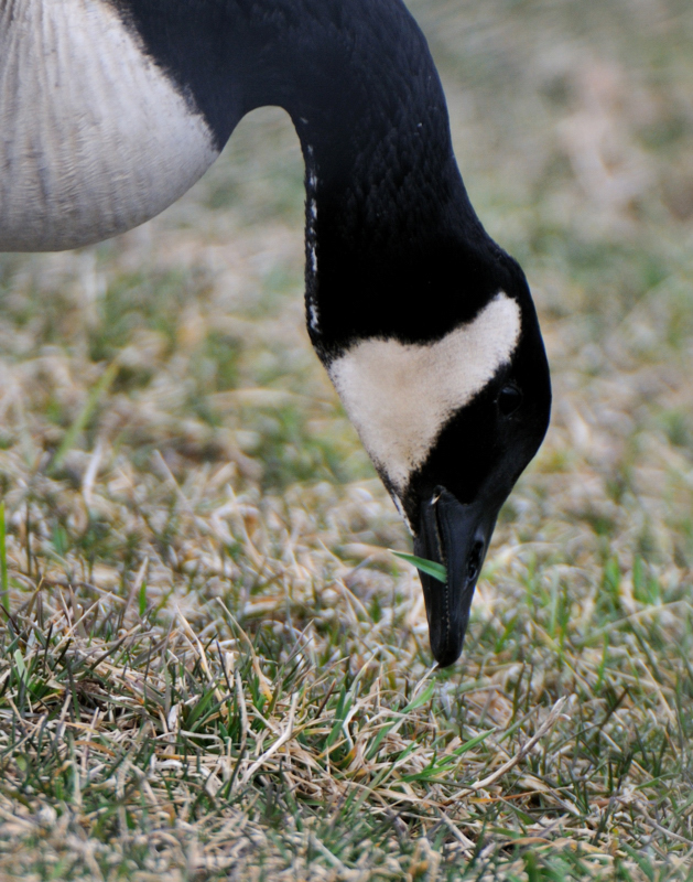 Goose_5865