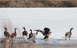 Goose_0487