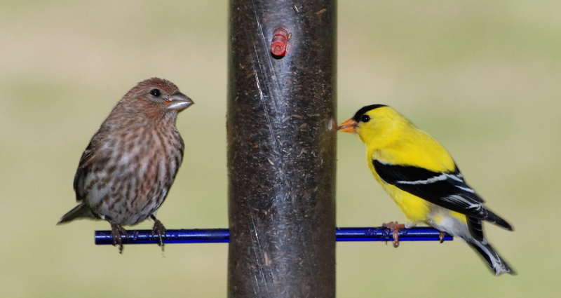 Goldfinch&HouseFinch_6497