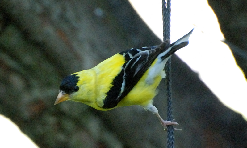 Goldfinch_1096