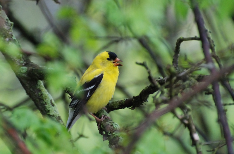 Goldfinch_1750a_Male