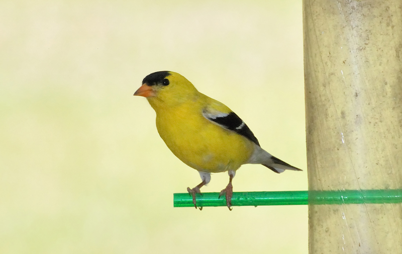 Goldfinch_4845