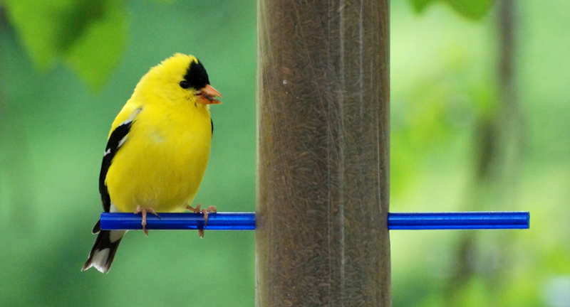 Goldfinch_5829